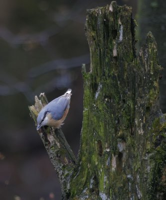 Kleiber / Eurasian Nuthatch