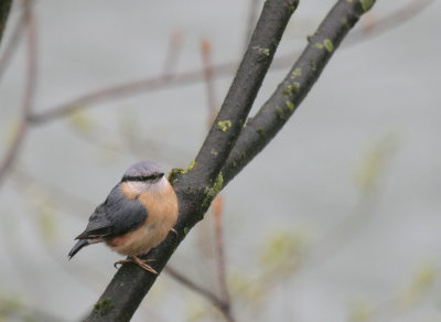 Kleiber / Eurasian Nuthatch