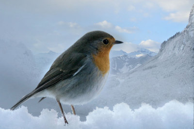 Rotkehlchen / European Robin