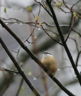 Kleiber / Eurasian Nuthatch