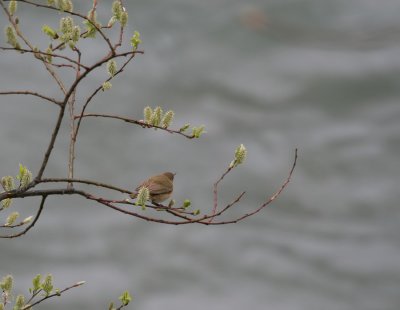 Zaunknig / Winter Wren