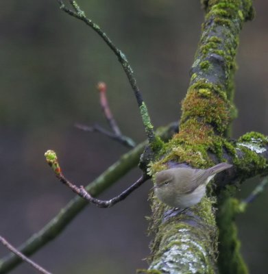 Zilpzalp / Common Chiffchaff