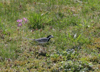 Bachstelze / White Wagtail