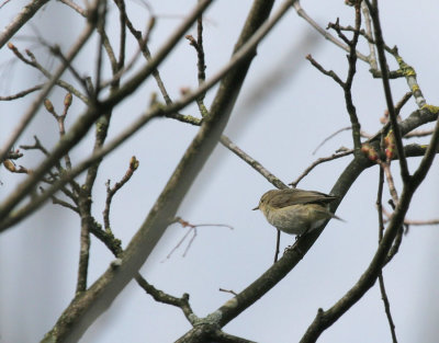 Zilpzalp / Common Chiffchaff