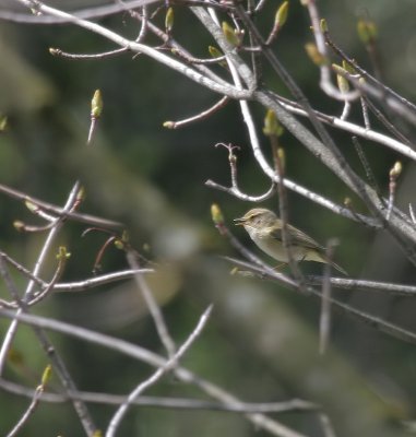 Zilpzalp / Common Chiffchaff