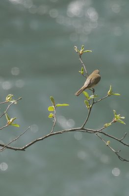 Zilpzalp / Common Chiffchaff