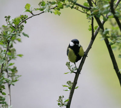 Kohlmeise / Great Tit