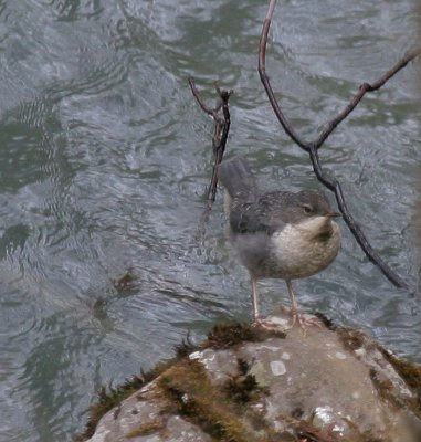  Wasseramsel / White-throated Dipper