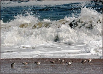 Sandpipers with Surf