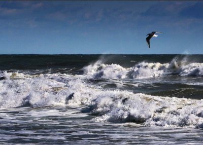 Surf n Seagull 2