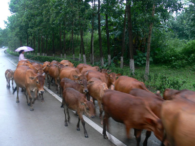 Cattles on the highway