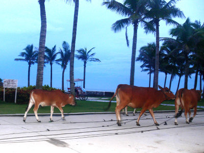 Cattles by the ocean front
