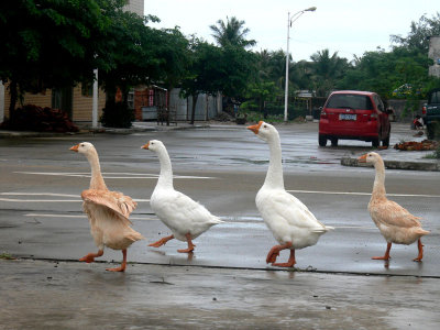 Geese in town of BoAo