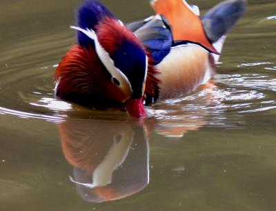 Mirror, P1020950re.jpg