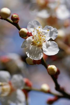 Cherry blossom