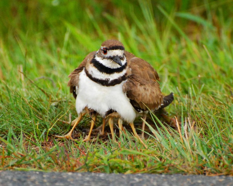 Killdeer Image0015.jpg