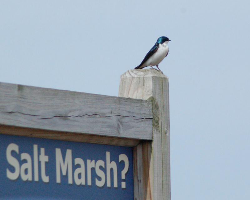 Tree swallow  2006_0422Image0034.jpg