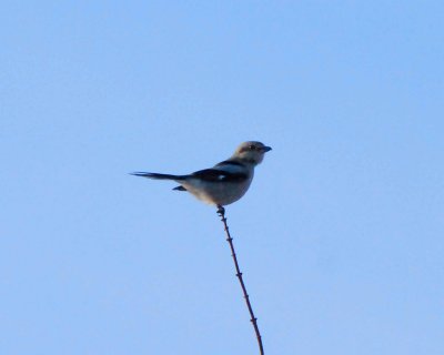 Birds 2008