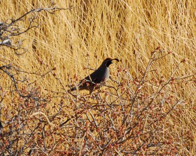 gambels quail Image0017.jpg
