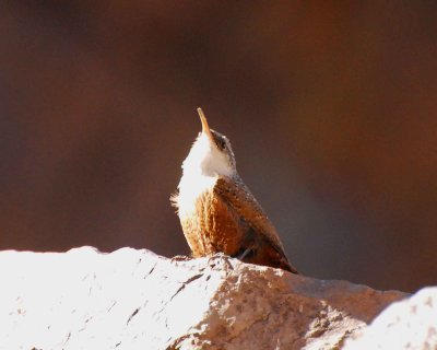 canyon wren Image0106.jpg