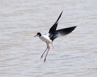 black-necked stilt Image0131.jpg