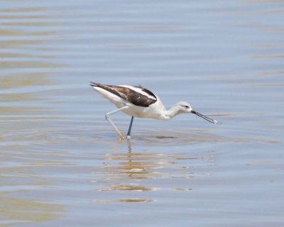 American avocet Image0201.jpg