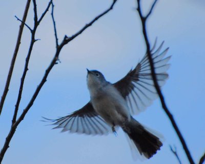 Blue-gray Gnatcatcher flight.jpg