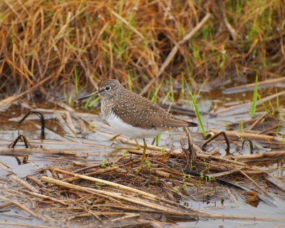 solitary sandpiper Image0005.jpg