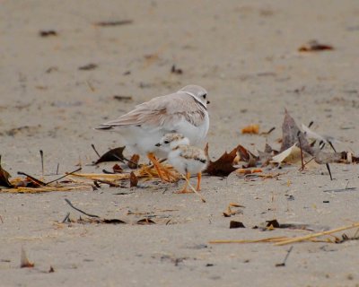 piping plover and chick Image0006.jpg