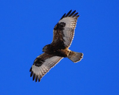 rough-legged hawk.jpg