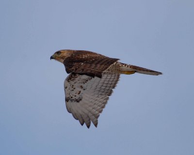 red-tailed hawk jv.jpg