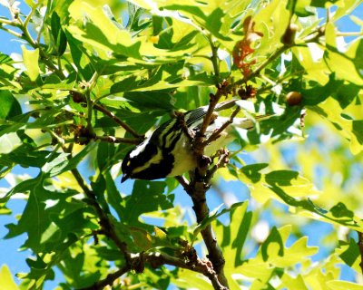 black-throated gray warbler.jpg