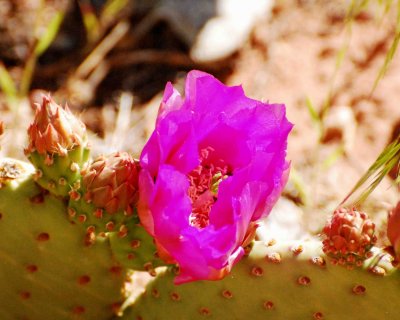 cactus flower.jpg