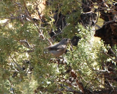 townsends solitaire Image0028.jpg