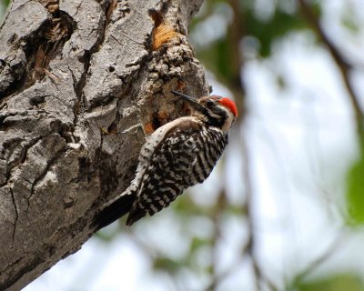 ladder-backed woodpecker.jpg