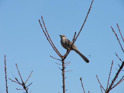 Mocking Bird