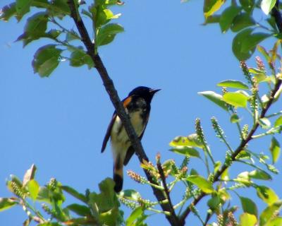 American Redstart.jpg