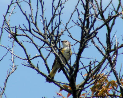 american redstart female.jpg