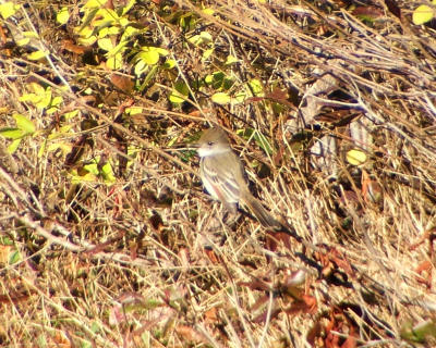 ash throated flycatcher.jpg