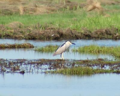 black-crowned night heron 1.jpg