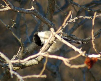 Black-capped Chickadee 1.jpg