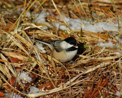 Black-capped Chickadee 2.jpg