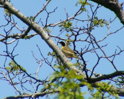 common yellow throat warbler 1.jpg