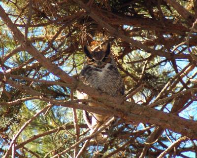 Great Horn Owl 2.jpg