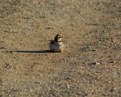 Horned Lark 2.jpg