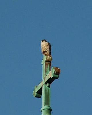 peregrine falcon praying.jpg