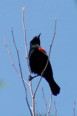 redwing blackbird.jpg