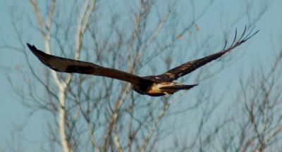 rough-legged hawk flying.jpg