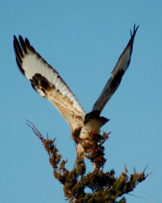 rough-legged hawk taking off.jpg