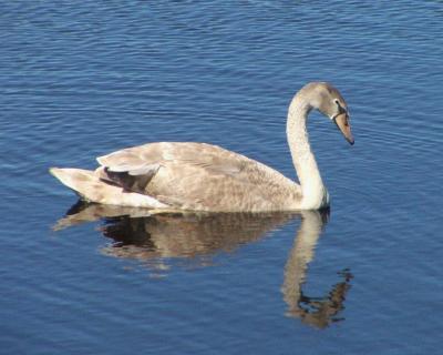 mute swan Image0024.jpg